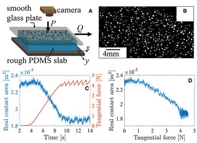 Onset of Sliding of Elastomer Multicontacts: Failure of a Model of Independent Asperities to Match Experiments